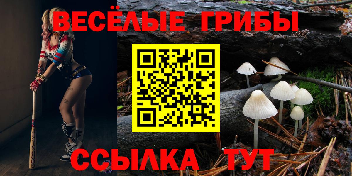 Псилоцибиновые грибы Psilocybe Дубна